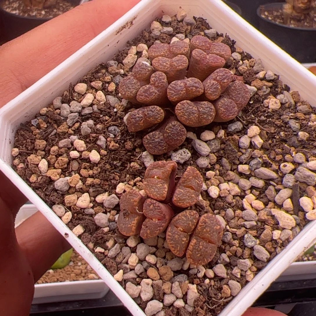 8.31福利多肉植物84