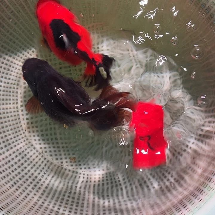 金鱼3号尺寸8-12区间