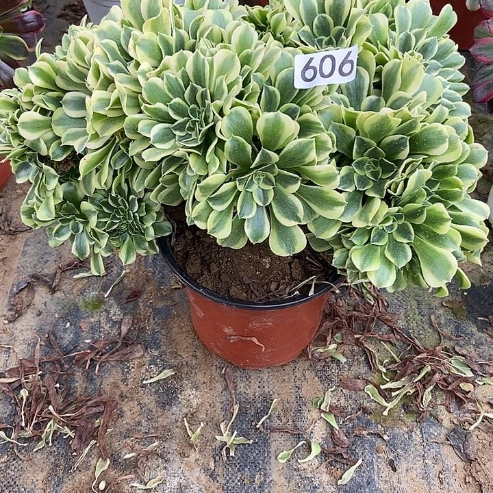 绿体美杜莎缀606多肉不包断