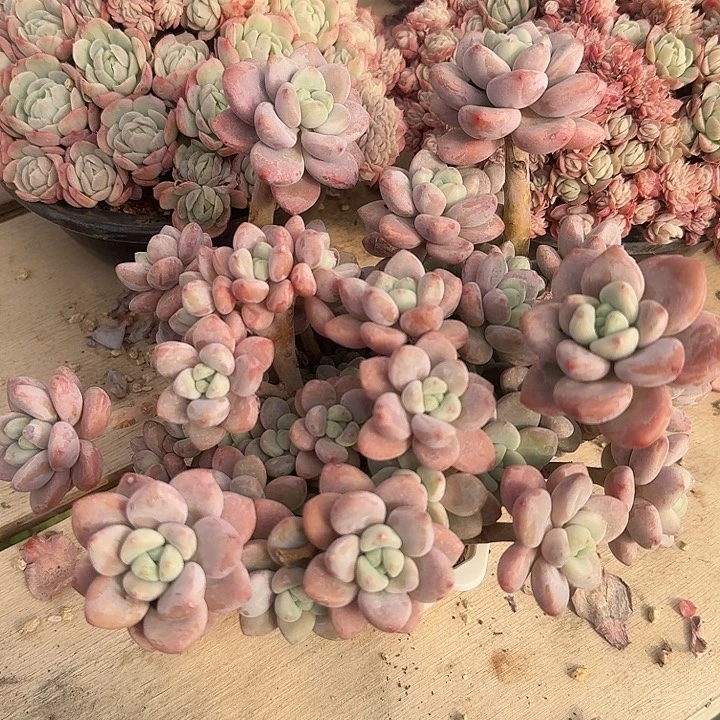 红洛神多肉植物的