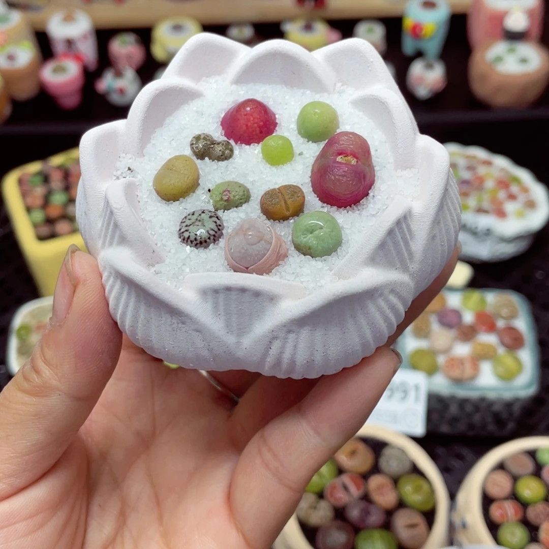 w7996 带盆土发货-零下地区拍保温箱