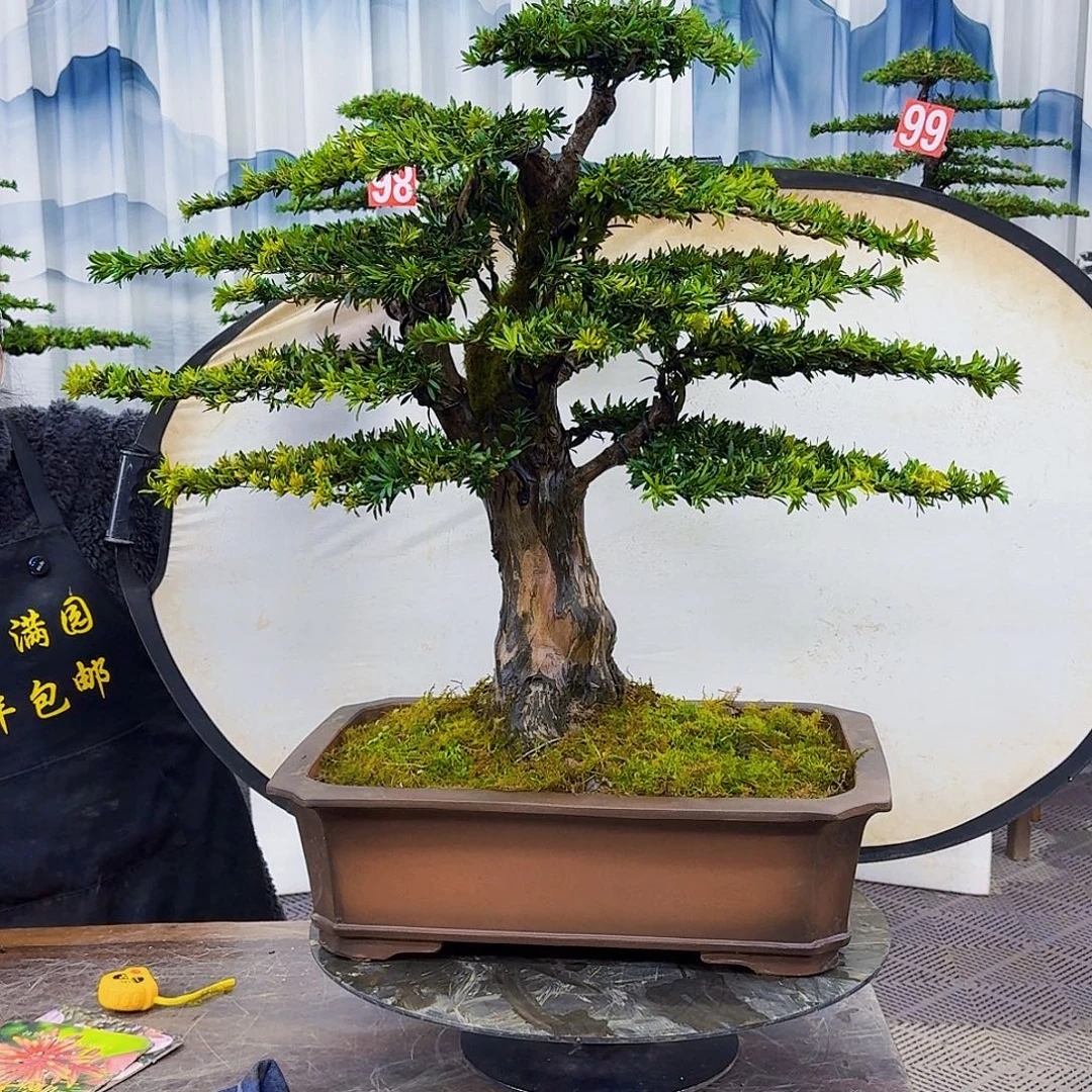 财***哥无花朵罗汉松8808680888