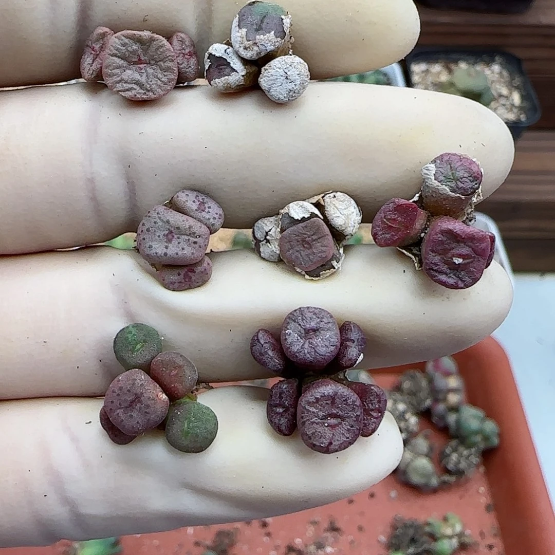 ?***喜793紫纽扣福利福利