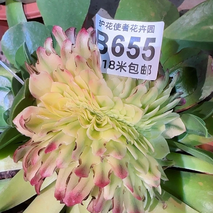 多肉法师淘宝福利