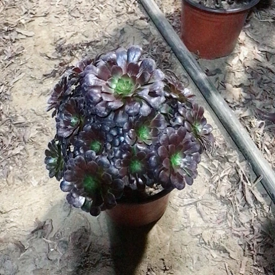 恒***星黑铜法师多肉植物32