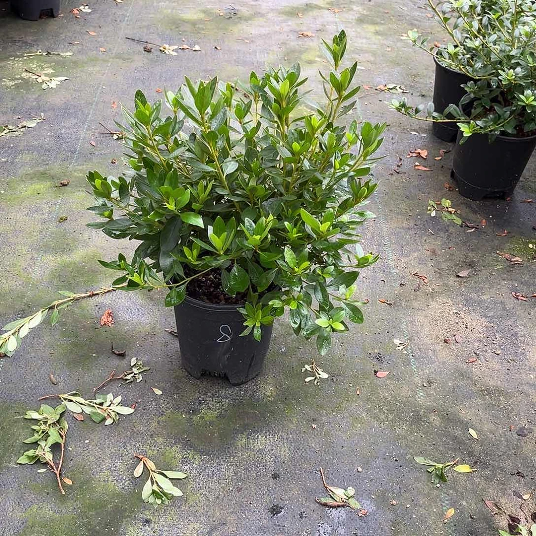 久留米杜鹃花女王