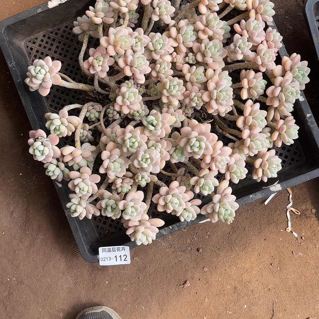 清***水同温层多肉112洛神