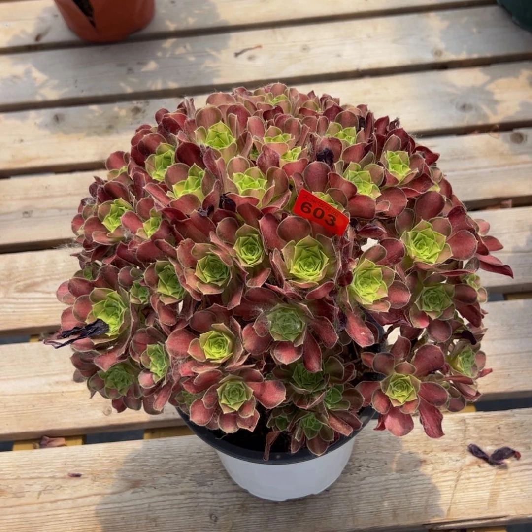 603炖肉植物发货韶华