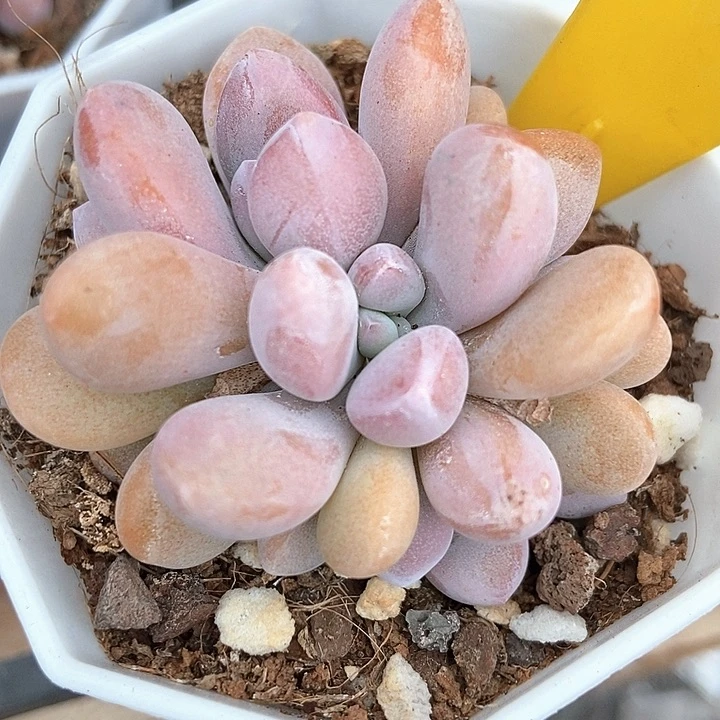 多肉植物粉兔854多肉