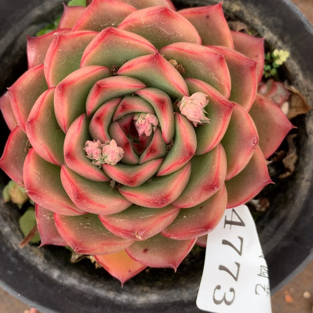 4773杂交多肉老桩