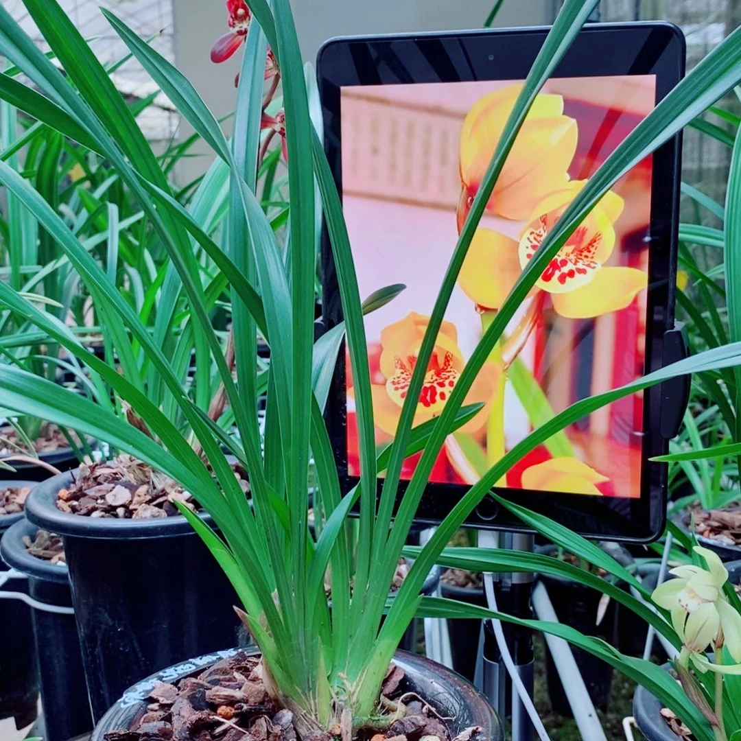 大部分花苞少量开放