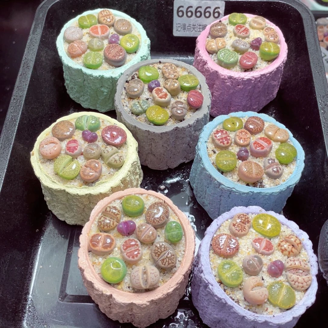 w66666-树桩速干，一份一盆量拍