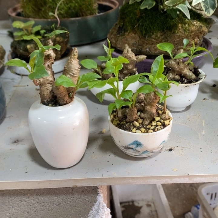 等***～无花朵退款拉黑拉黑60