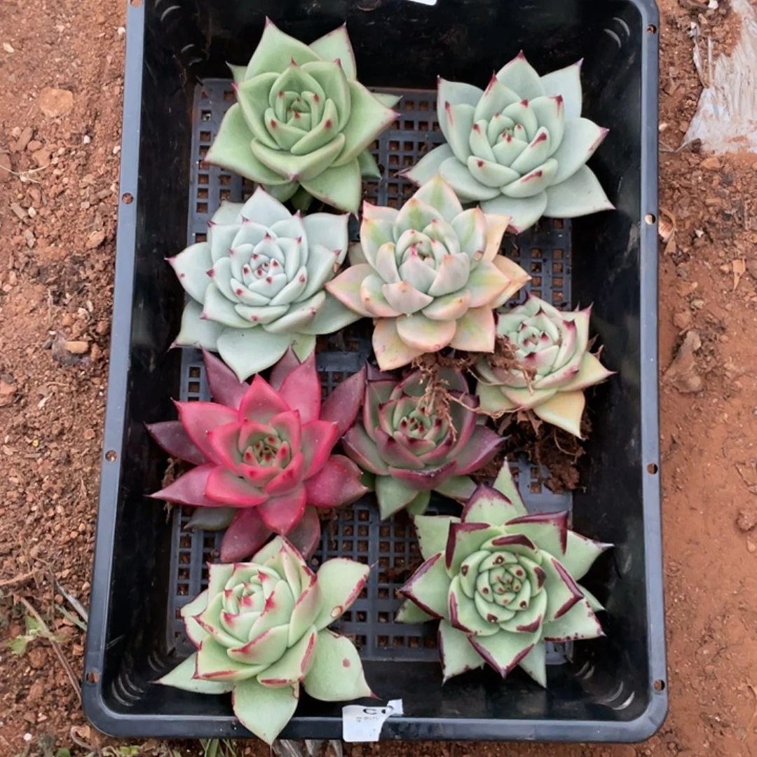 饶***饶无花朵若如东云组拍E804