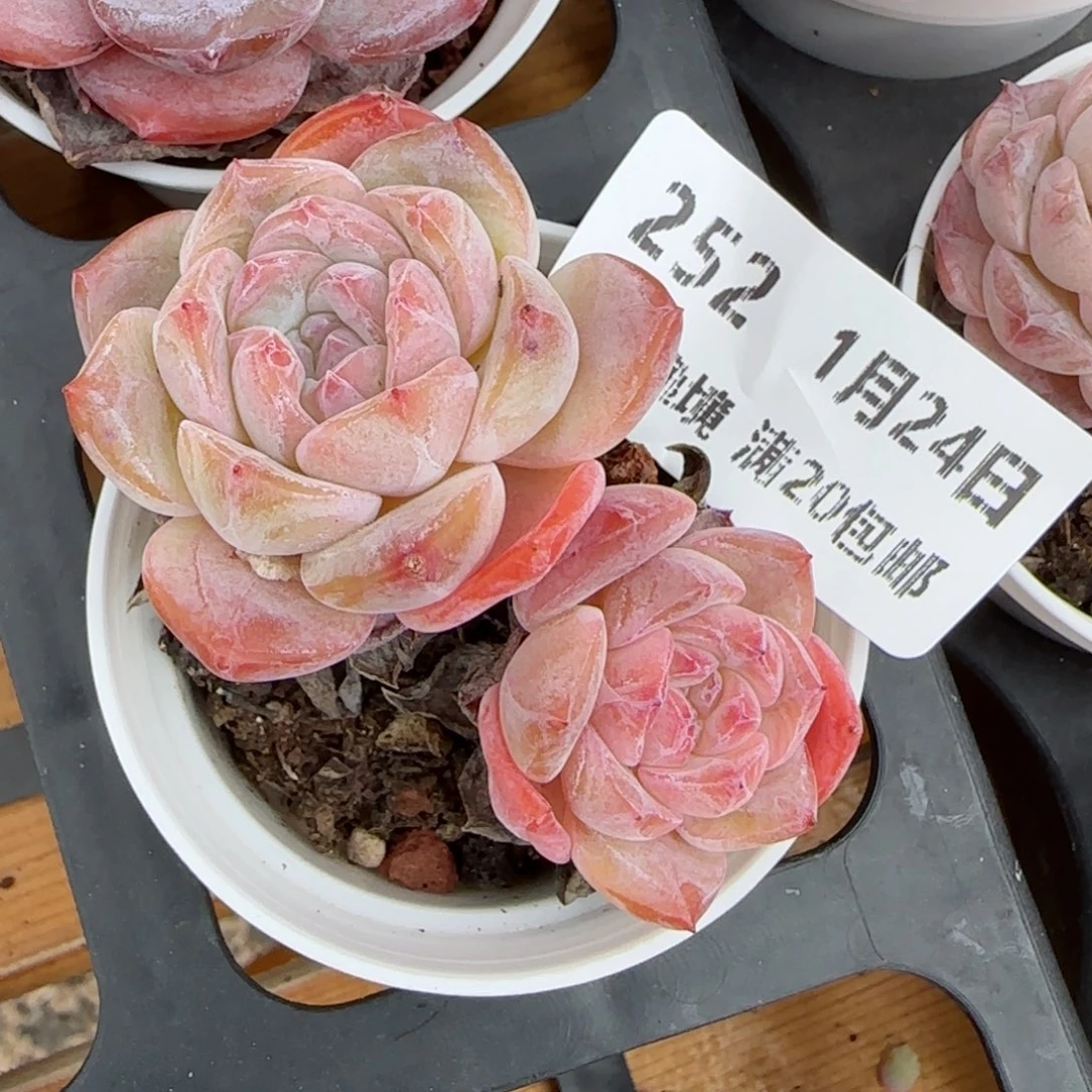 花语逸境0124-252