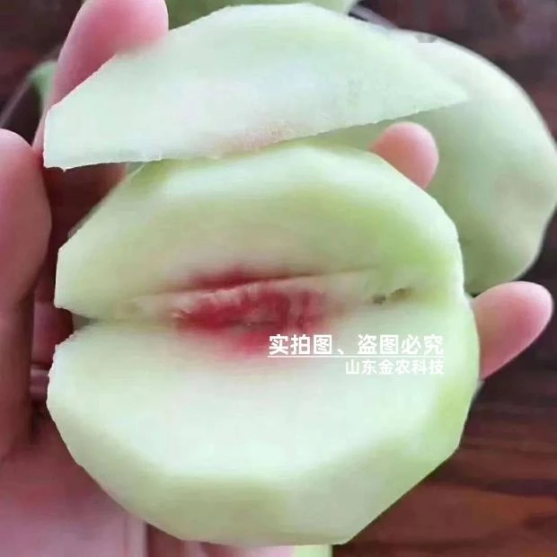 嫁接鹰嘴桃树苗7月成熟河源连平特大脆甜蜜桃苗南北方种当年结果