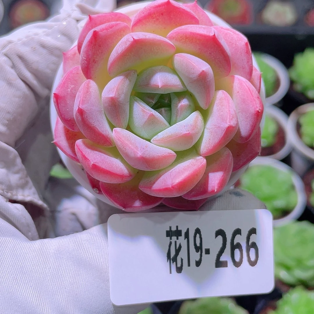 花利美19-266白桃汽水