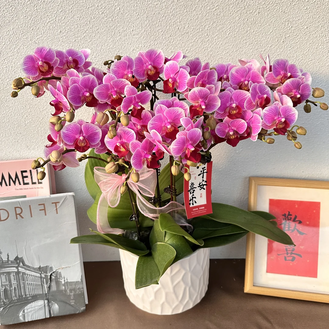 《小甜甜》精选蝴蝶兰带花带花苞优质养护耐寒基地直发成活率高