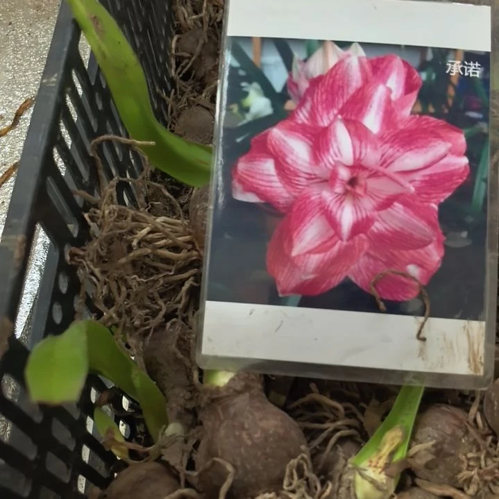 当前无花栽培后可以开花承诺4厘米裸根球