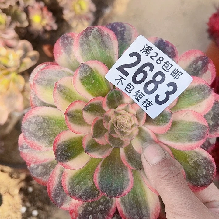 海神多肉植物法师2683