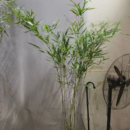 天***畅完全开放筇竹算盘竹盆栽绿植竹子