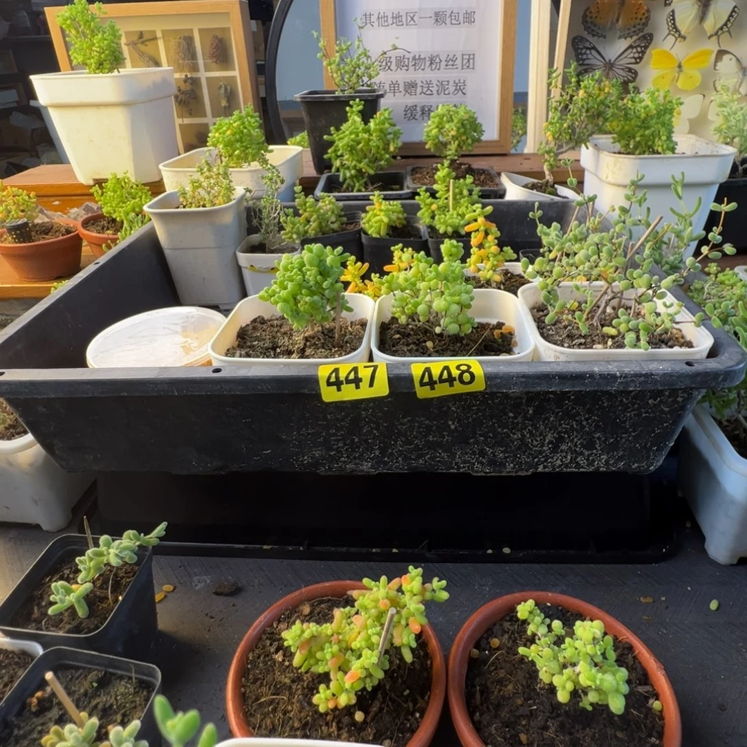 枝干番杏多肉植物448