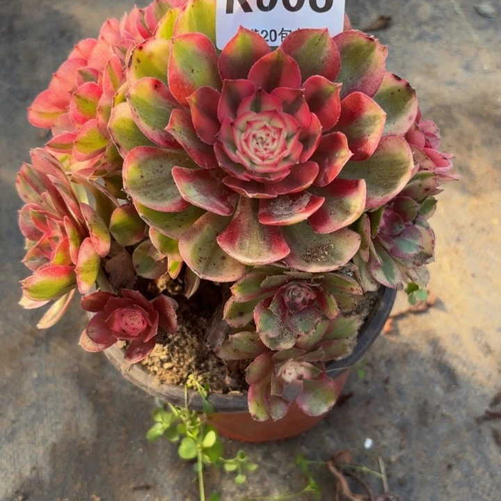 瑞妈多肉植物006.荔枝