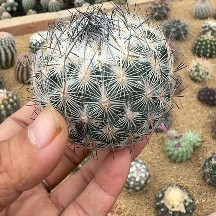 仙人球，藤荣丸666666