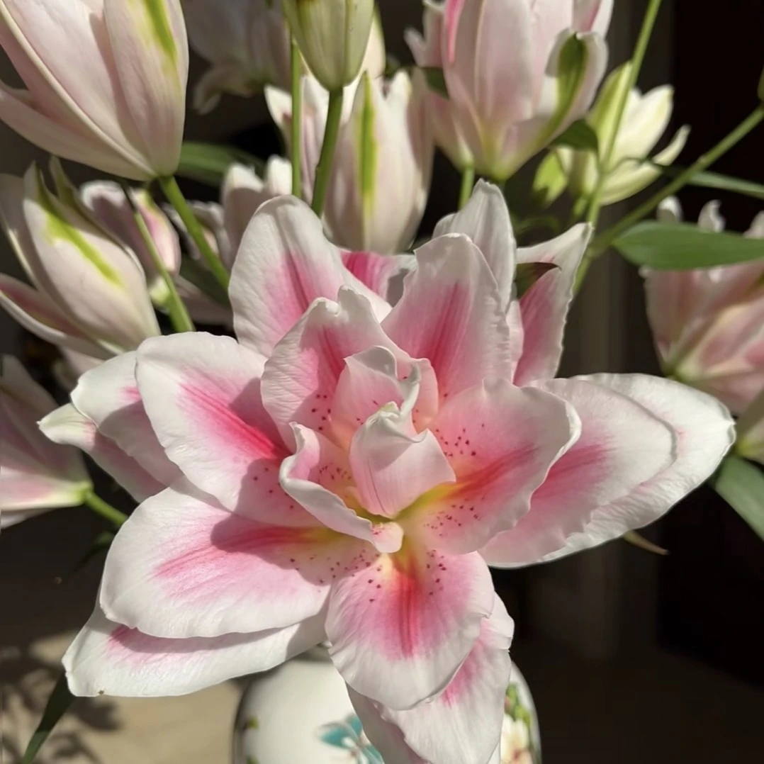 火星之约重瓣香水百合（拒收不售后）