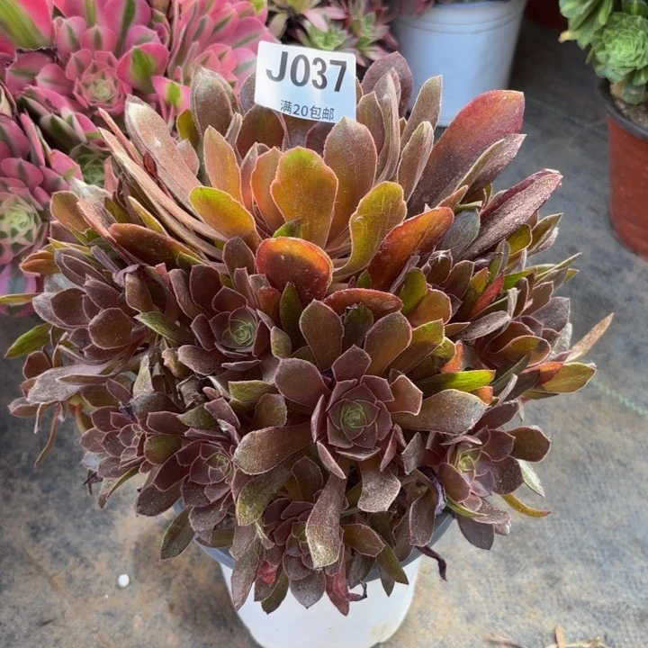 瑞妈多肉植物037