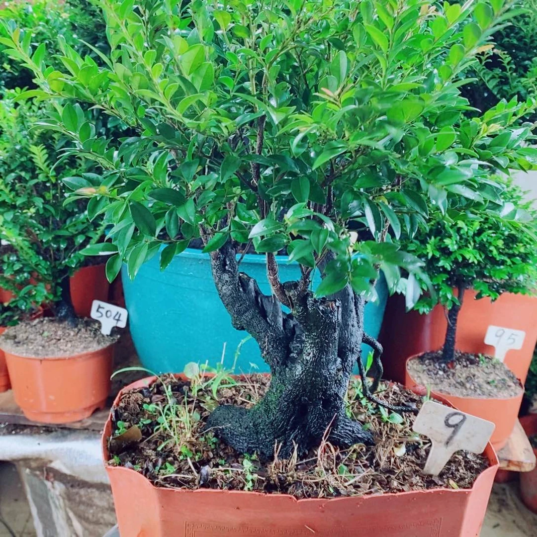 逍***客完全开放9编号紫檀