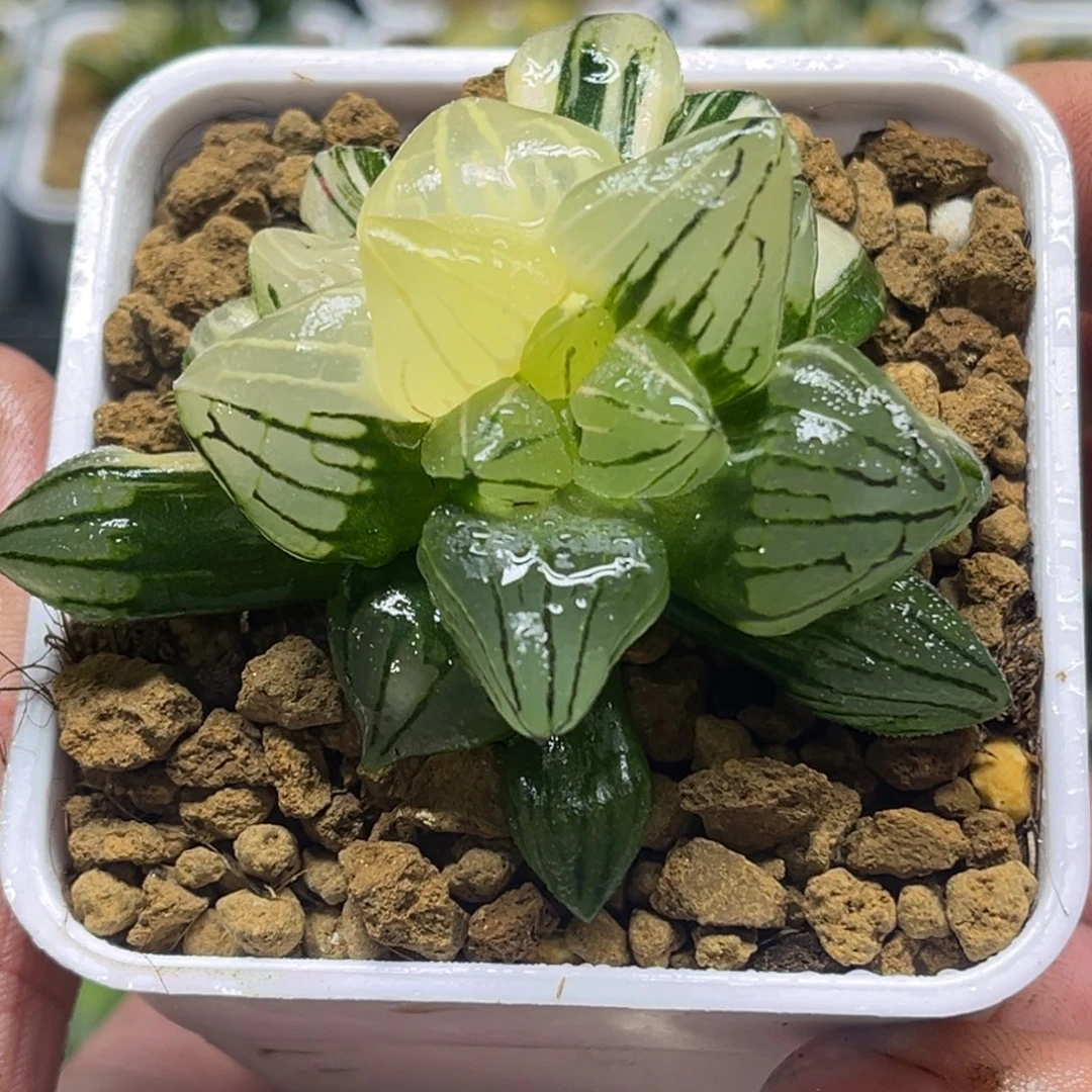 246短肥西瓜寿锦头家多肉十二卷