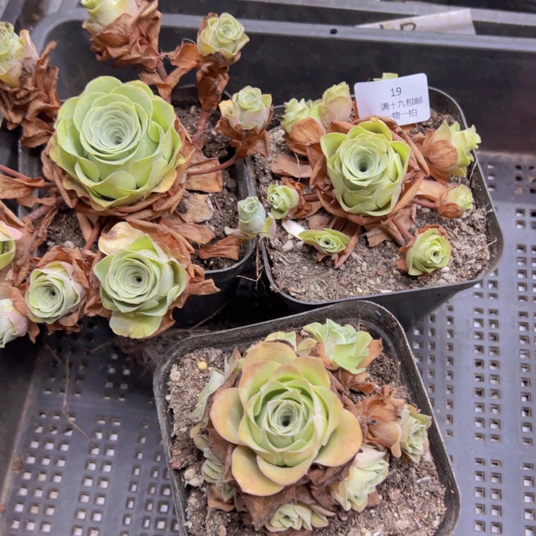 19 侧牙掉了不包损无售后