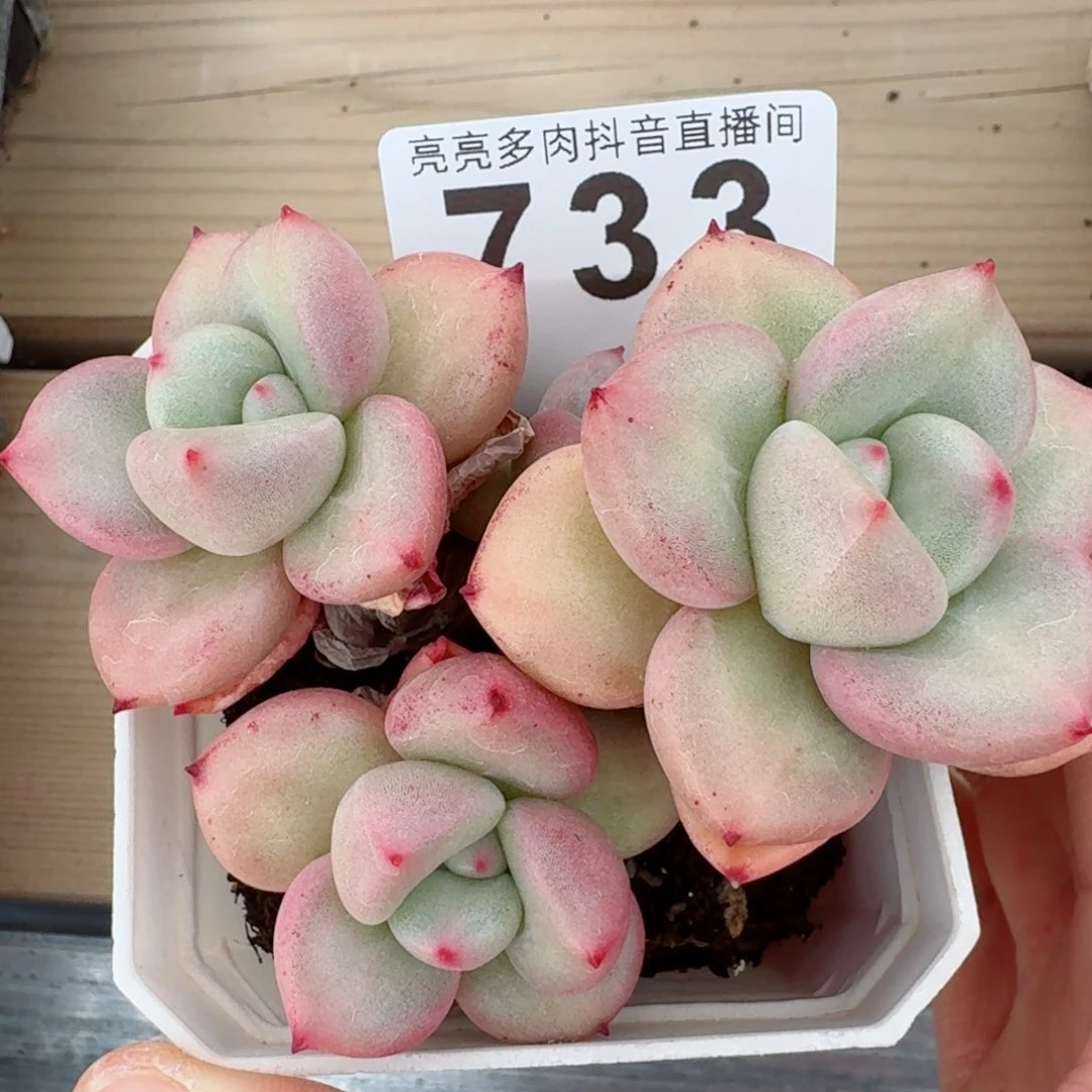 一****?奶油奶酪         精品多肉