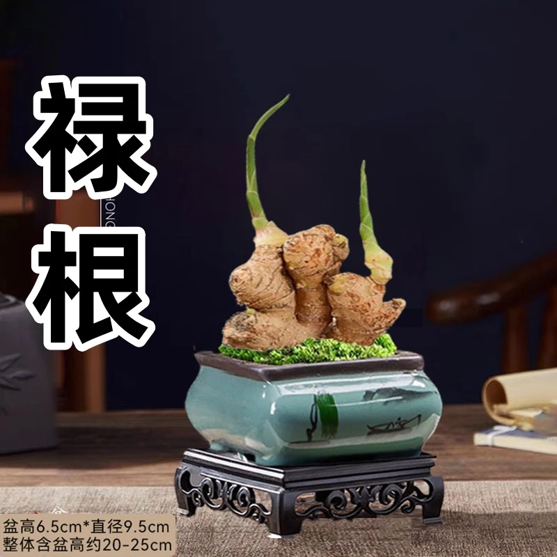 禄根盆栽不当生姜苗种植带芽室内办公室桌面好养四季常青绿植盆景