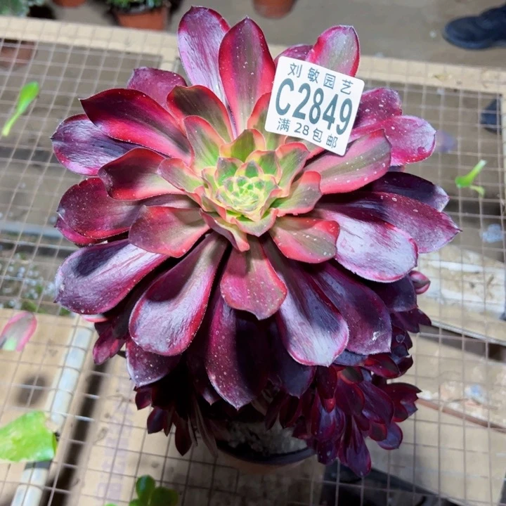 2849多肉植物法师法师无毒锦