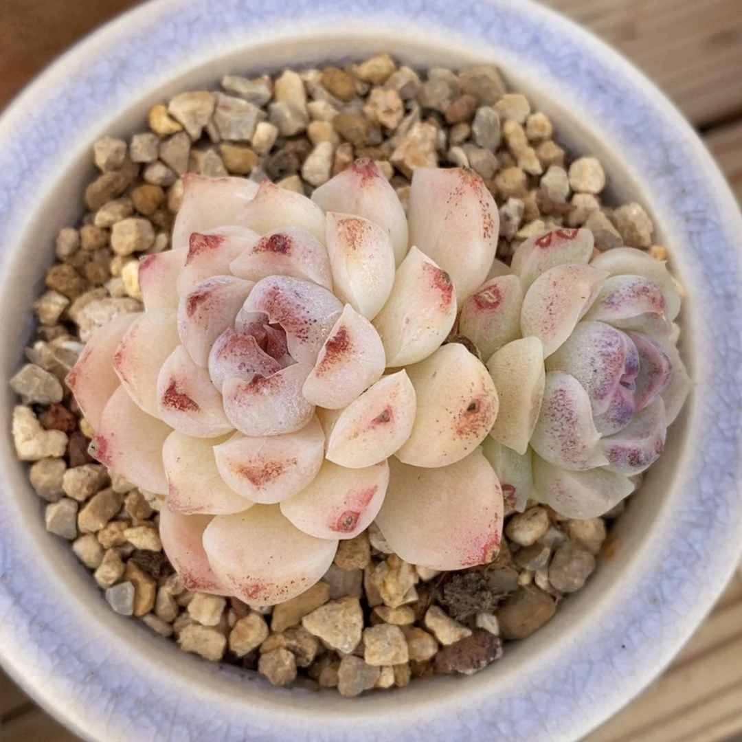 一物一拍多肉植物_冰沙双头