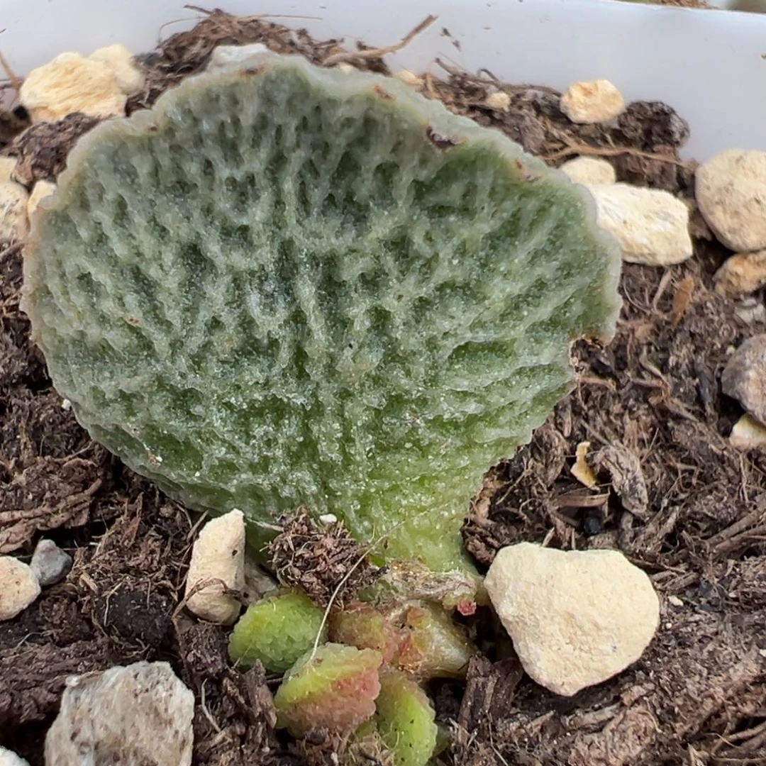 贝拉大苗多肉植物水泡