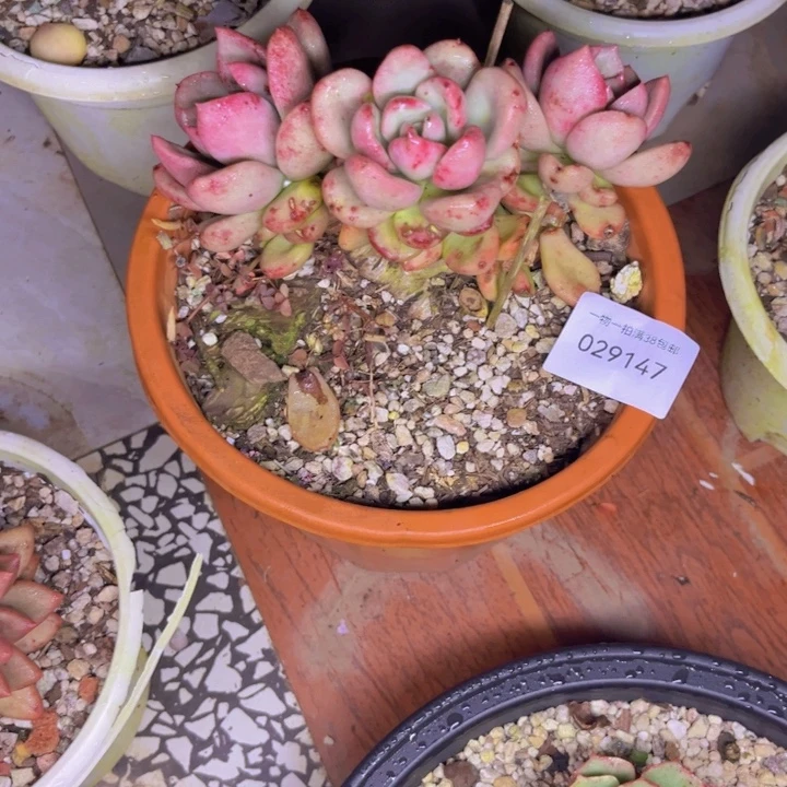 一***二多肉一物一拍9147