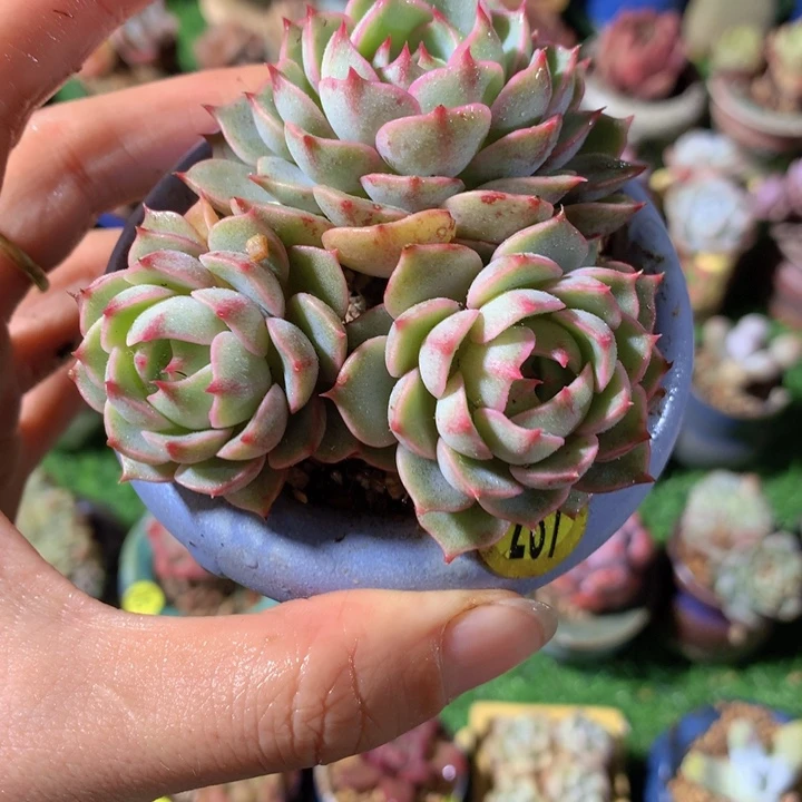 苯巴               带盆