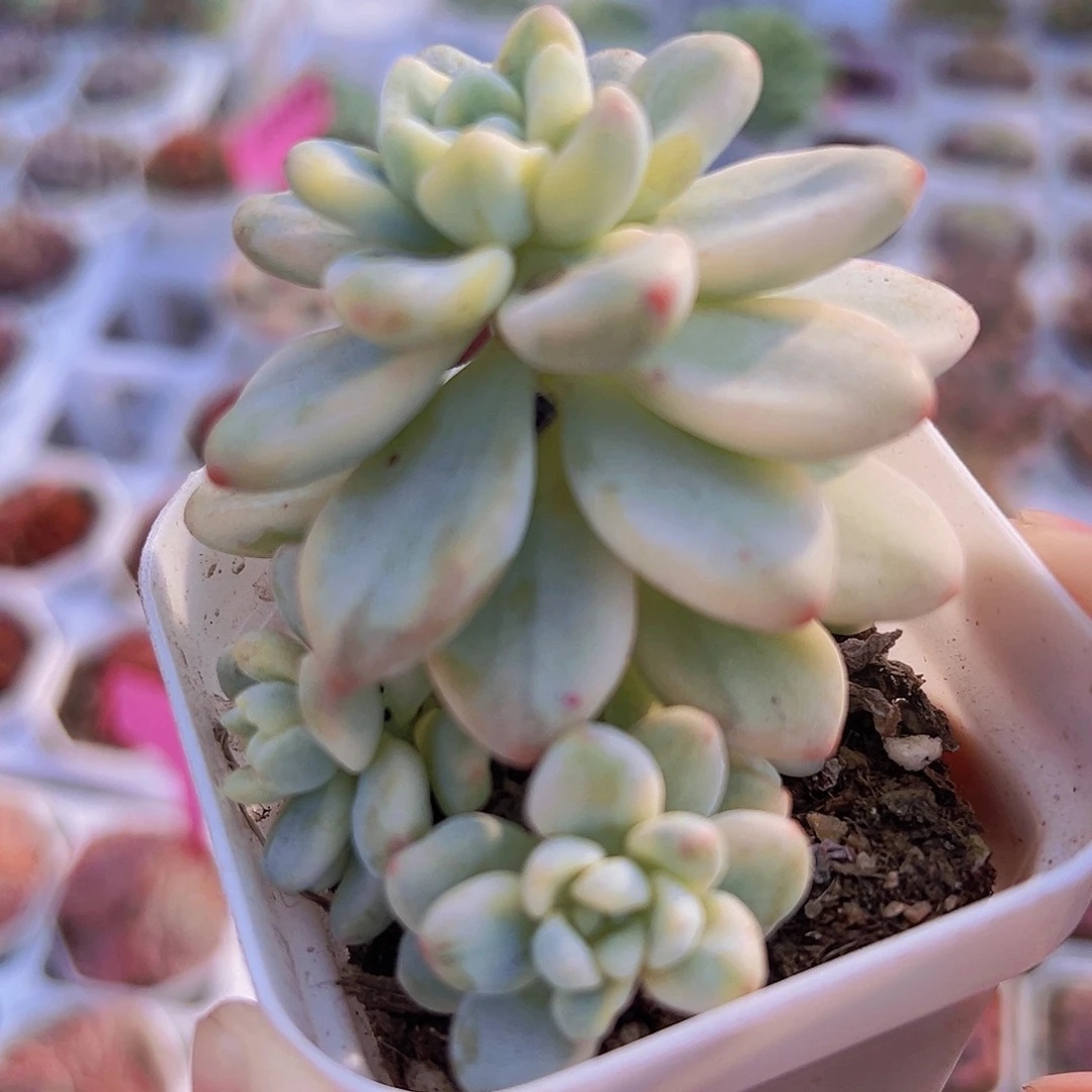 劳尔锦19包邮多肉植物