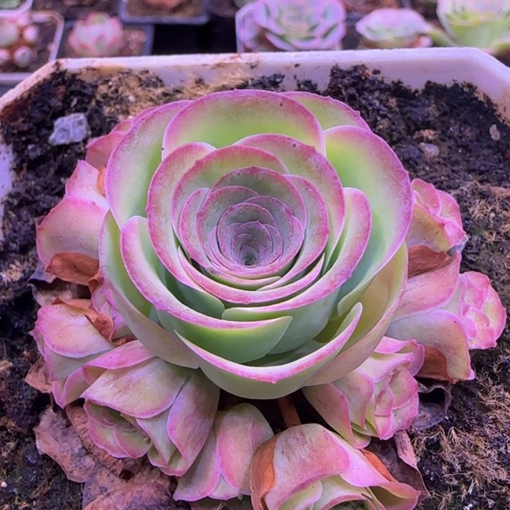 捧花6.5厘米113134246767676