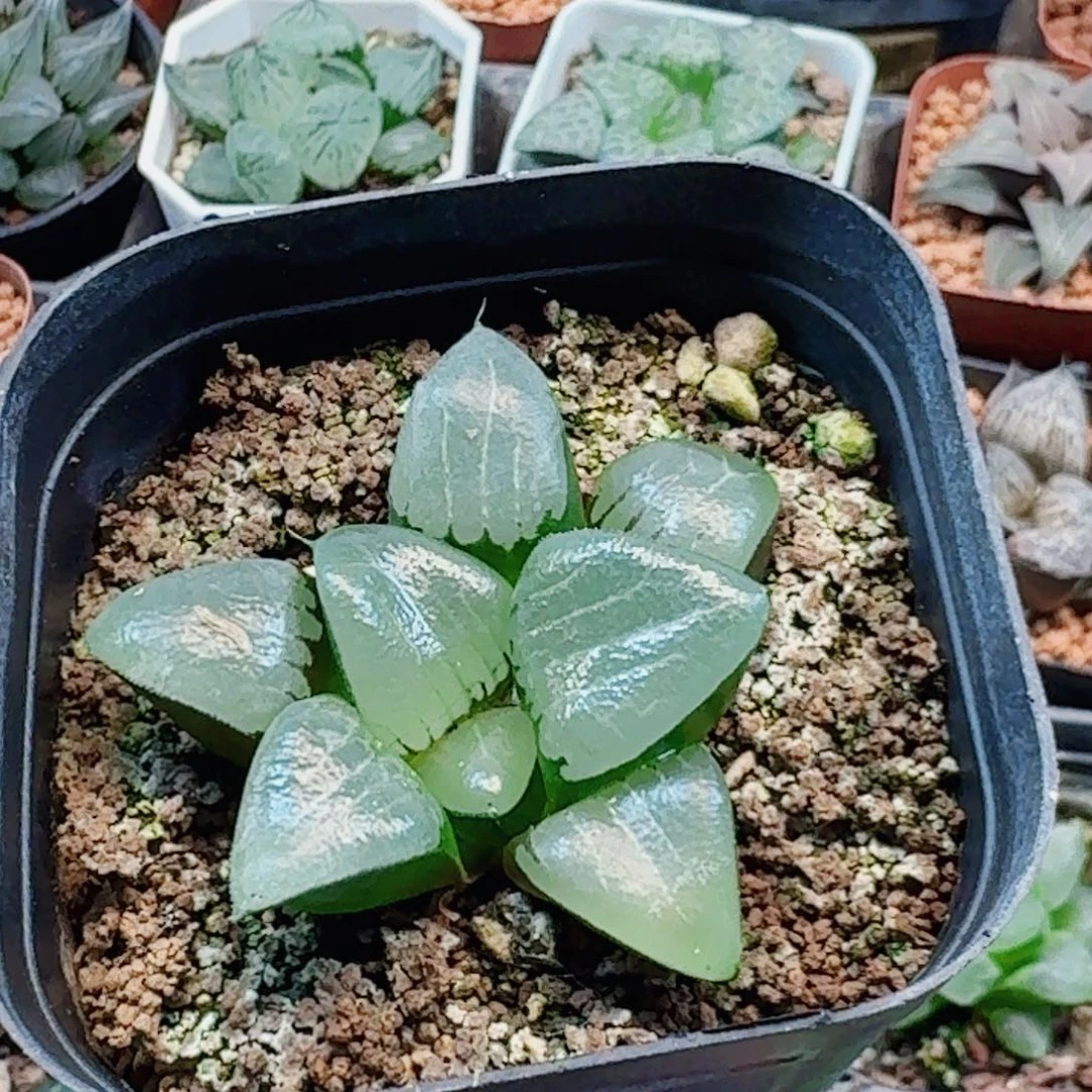 三***戟十二卷 实生特选福利