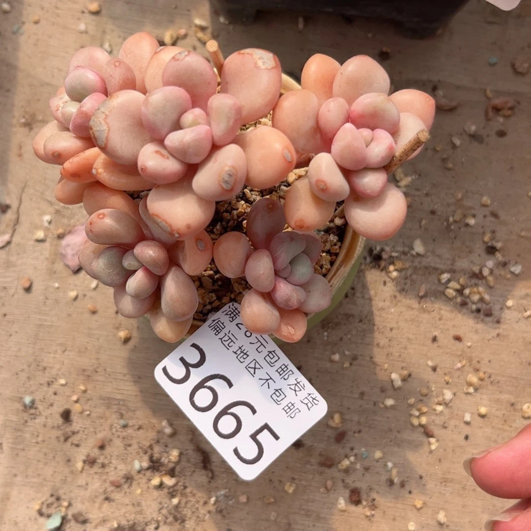 大3665，b z b c j n n j k k