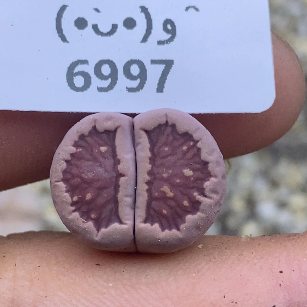 6997。18包邮.当天凑哦。新疆西藏88包邮