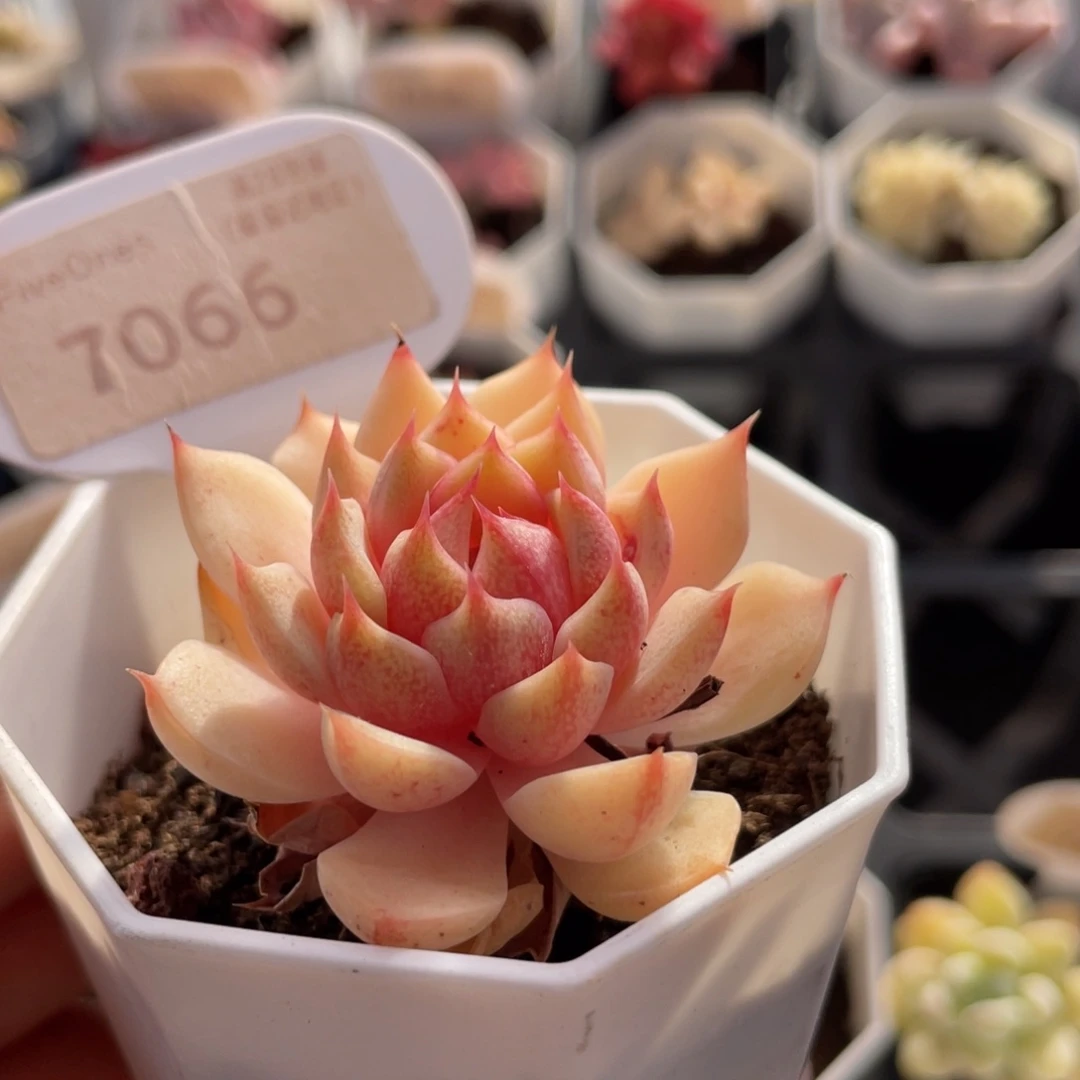苯巴蒂斯7066-4.5厘米