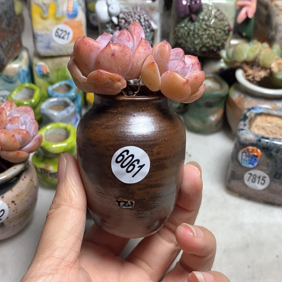 拍5送一个小礼物不含多肉，口3左右