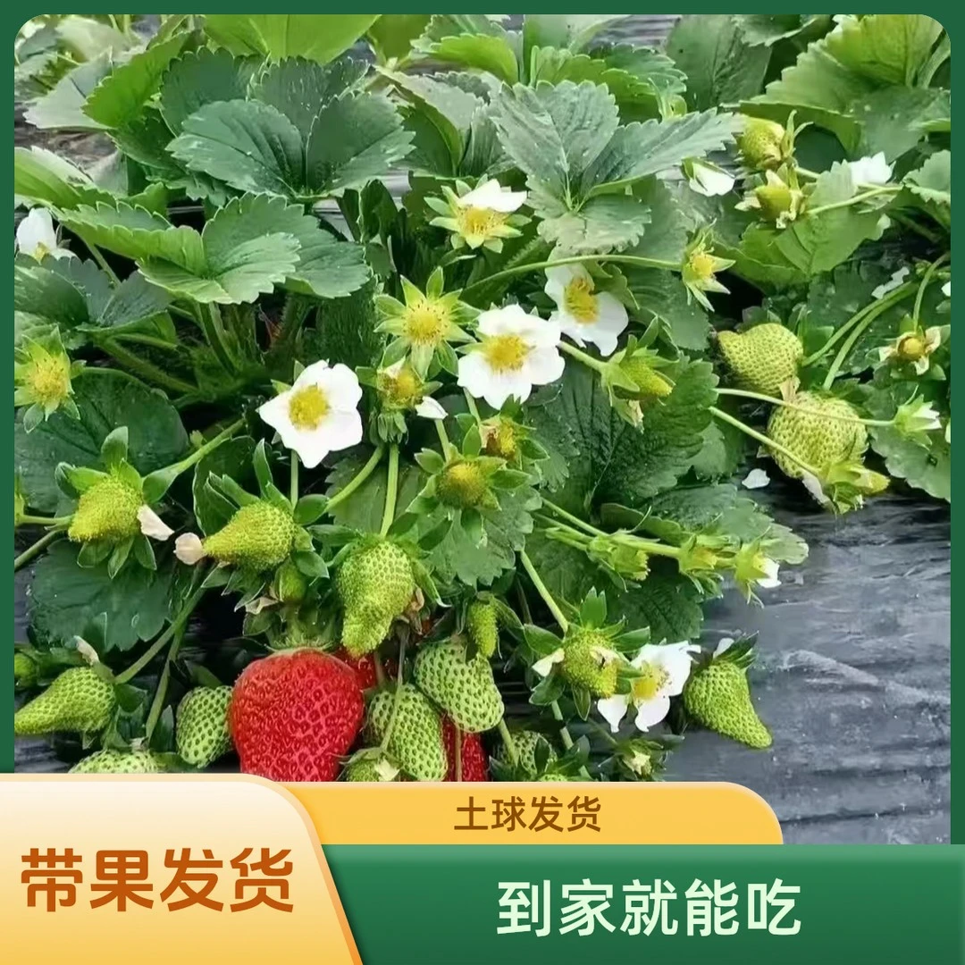 【新人福利】大果纯甜 红颜 奶油草莓苗带花 带果发货 盆栽地栽