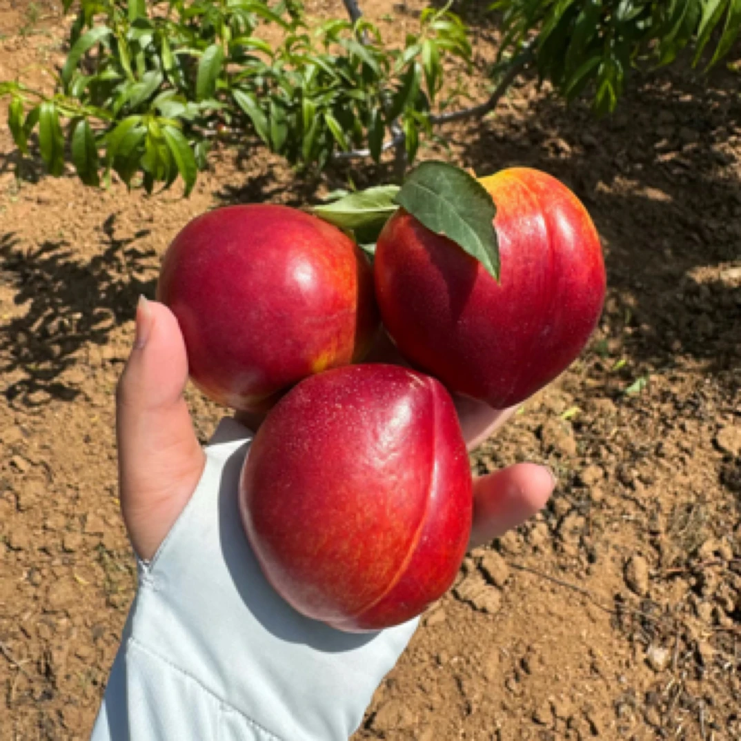 宜城油桃现摘现发新鲜脆甜多汁