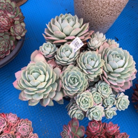 阳*5081恋曲多肉